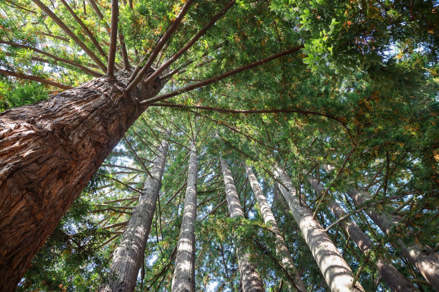 Looking up through the redwood canopy on the UC Santa Cruz campus